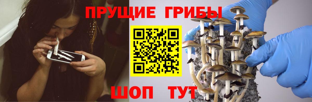 Псилоцибиновые грибы мицелий Егорьевск